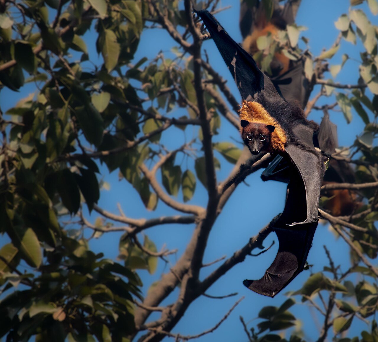 Posso usar veneno para matar os morcegos - Crime Ambiental Lei 9605/98