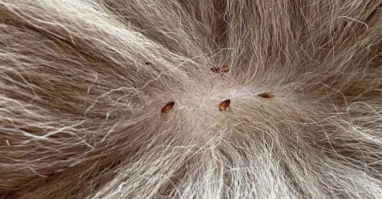 Pulgas voam? Entenda como elas se locomovem - Saltos Incríveis